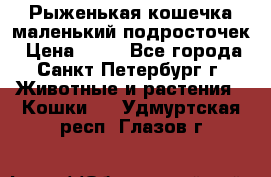 Рыженькая кошечка маленький подросточек › Цена ­ 10 - Все города, Санкт-Петербург г. Животные и растения » Кошки   . Удмуртская респ.,Глазов г.